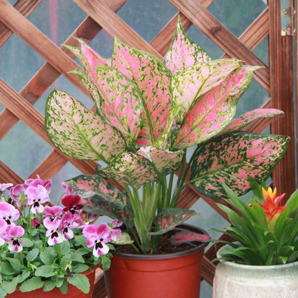 6種“吉利花”，養在客廳最適合，好看又大氣，不見光照也能開爆