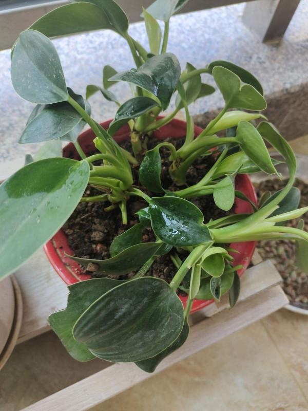 家中養花養不活?不是你不會養!試試這3種花 家中養花養不活?不是你不會養!試試這3種花