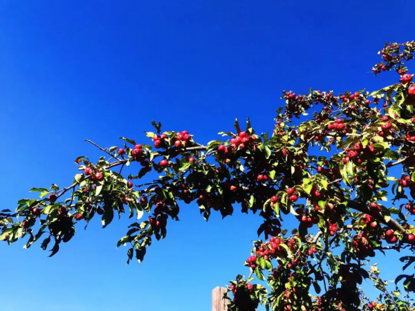 層嵐疊嶂的濃郁秋色，渲染出絕美的黃安坨！