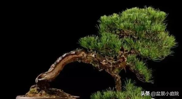 盆景橫樁，臥式低頭之美