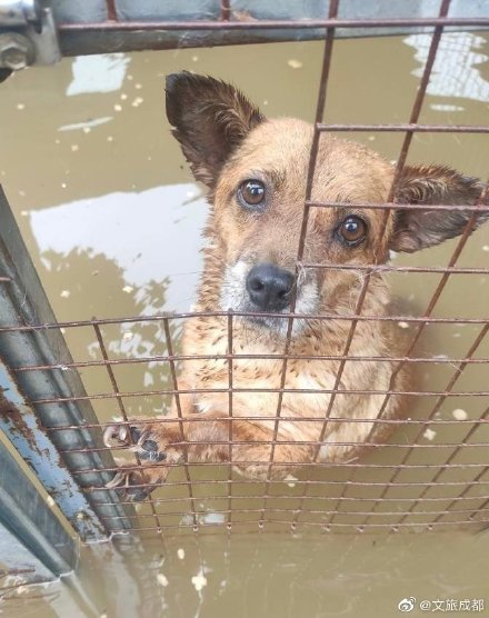 小生命也不應該被放棄