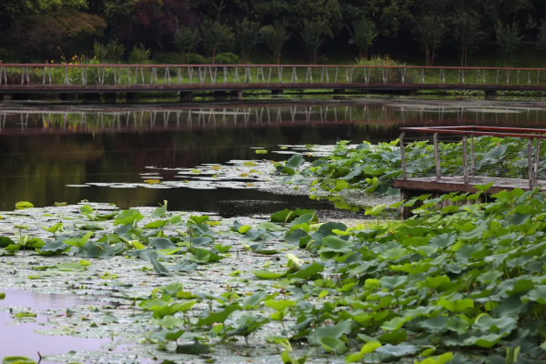 雨中苦竹溪 享受生態美