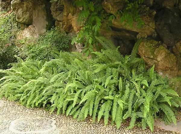 山上這種“鳳凰草”，地下埋“珍珠”，小時當零食，不知價值珍貴