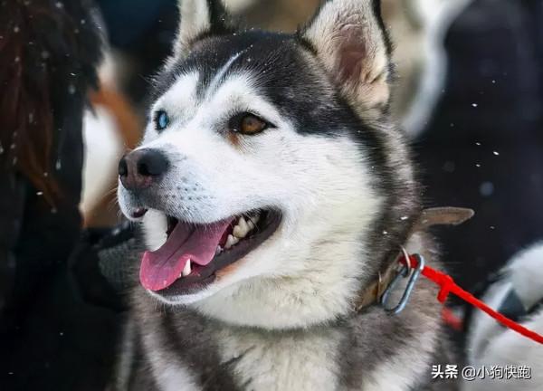 盤點狗狗中帥哥，最帥的6種狗狗你最喜歡哪一個嗎？