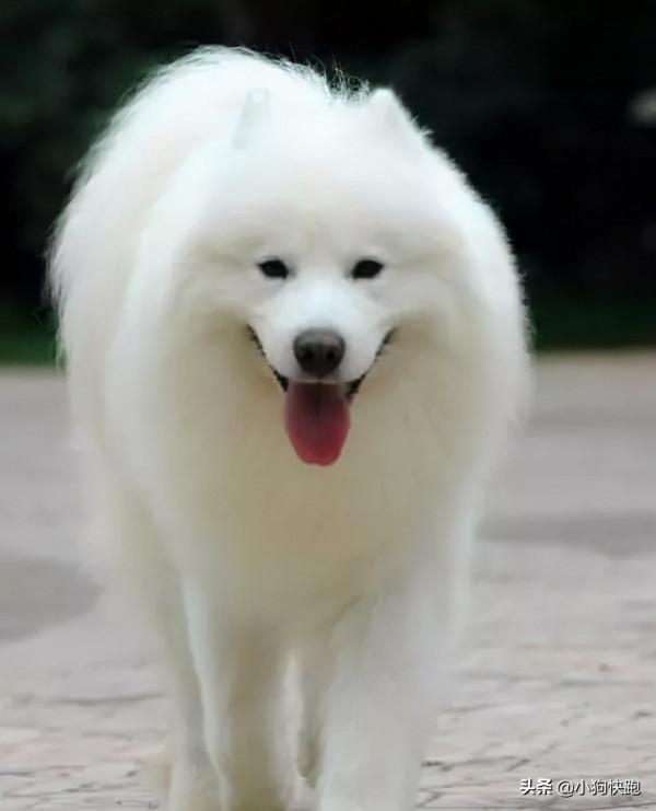 盤點最乖巧聽話的狗狗；快看看，你家的毛孩子上榜了嗎？