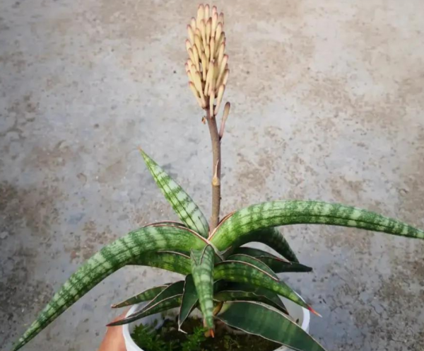 12月，盆栽這6樣植物，早點“斷水斷糧”，葉不黃根不爛