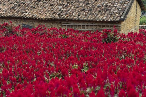 陰天過路石門森林公園