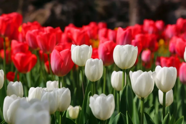 河南旅遊：寶泉冰雪節完美收官，鬱金香踏青賞花節即將開幕