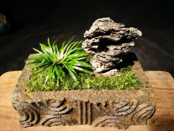 室內養花有講究，不同的花卉要擺放在不同的區域，擺錯了很難養好