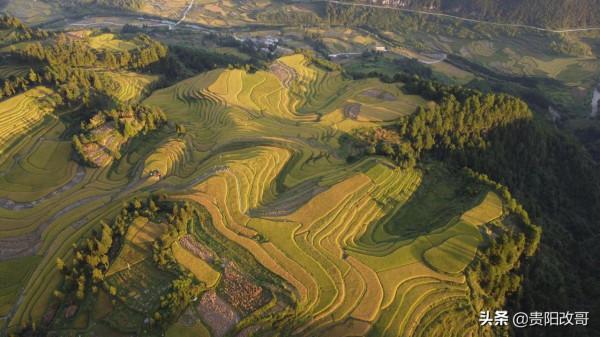 貴定臘利梯田黃了，農業觀光異常火爆