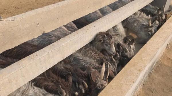 成武大學生返鄉當&OpenCurlyDoubleQuote;羊倌&rdquo;