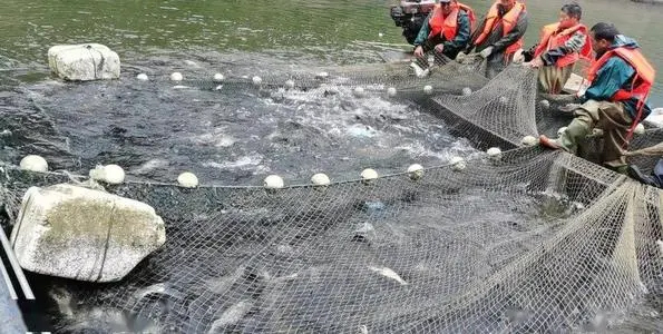 國內首次:生態捕撈,禁釣不禁捕,釣魚人何去何從? 國內首次:生態捕撈,禁釣不禁捕,釣魚人何去何從?