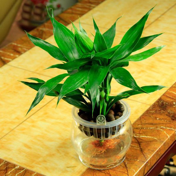 喜歡水的“7種花”,天天澆水也不怕,適合勤快的人 喜歡水的“7種花”,天天澆水也不怕,適合勤快的人