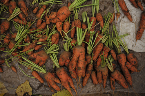 去京郊包個小院過大年