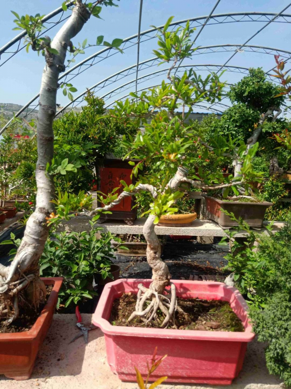 家有庭院,養好石榴盆栽,好運自然來 家有庭院,養好石榴盆栽,好運自然來