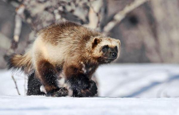 冰雪世界的美麗動物大盤點