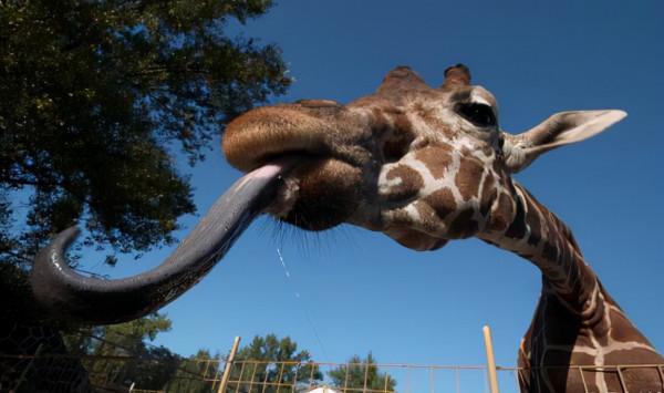 冷知識：長頸鹿的舌頭能舔到自己耳朵裡