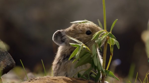 12億高原鼠兔氾濫，草原已經瑟瑟發抖，專家卻說這是好事？
