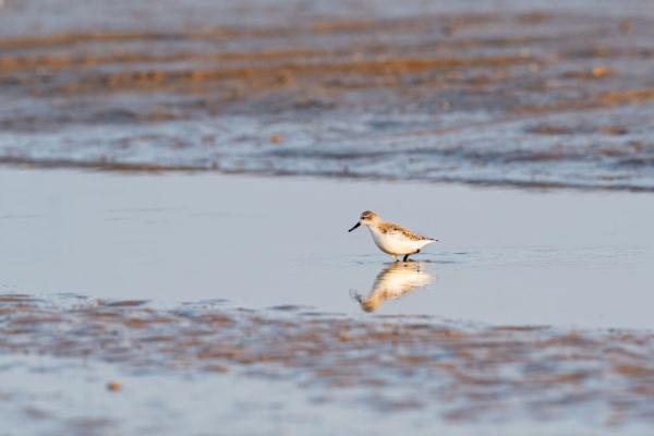 自帶吃飯勺子的小鳥——勺嘴鷸