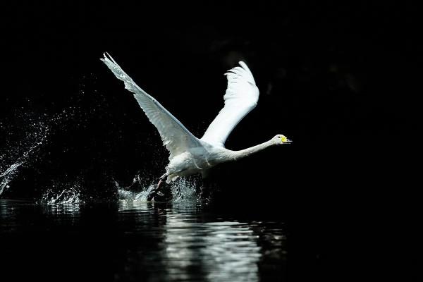 白白胖胖可愛呆萌的大天鵝