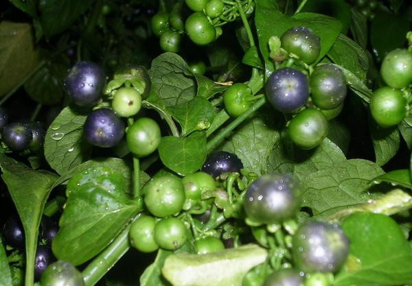 提醒:農村生活中常見的5種野菜,儘量少碰,別再誤食了 提醒:農村生活中常見的5種野菜,儘量少碰,別再誤食了