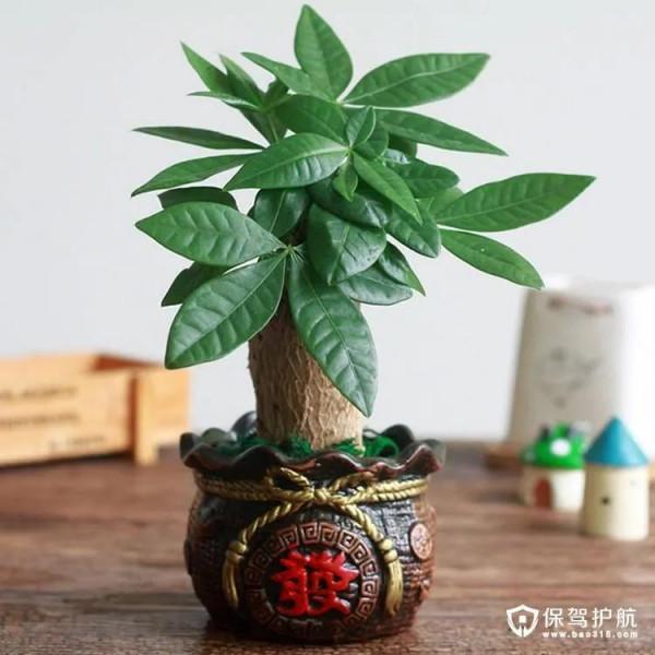 客廳養好樹，子孫一直富