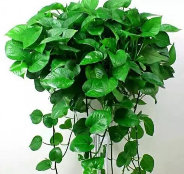 朋友看到我養綠蘿，讓我趕緊扔掉，理由是“一棵綠蘿藏七個鬼”