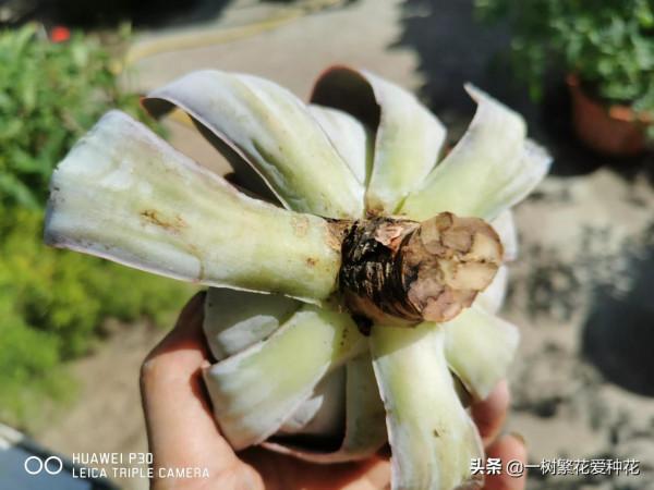 多肉常見問題：化水、黑腐、病蟲害，大家發圖，我來診斷和治療