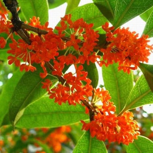 帶你欣賞桂花品種大合集