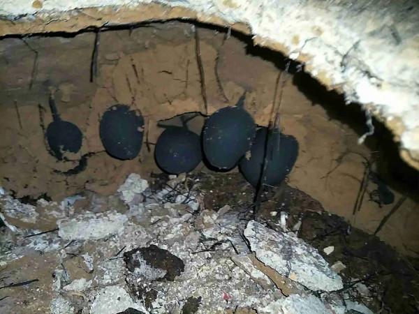 長在白蟻窩裡的菌類,價格比黃金還貴,為什麼挖到的人不願意賣? 長在白蟻窩裡的菌類,價格比黃金還貴,為什麼挖到的人不願意賣?