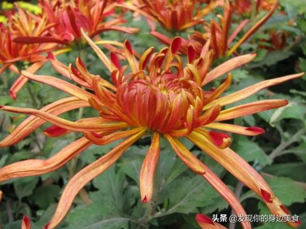 傲霜菊花奪人眼