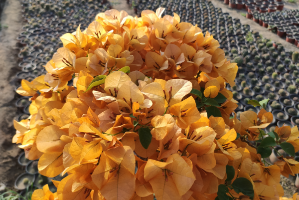 三角梅只需要見光控水就開花?錯!還要有2個前置條件 三角梅只需要見光控水就開花?錯!還要有2個前置條件