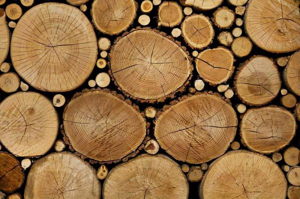 100億?越南木匠鋸“鱷魚樹”驚現蘭花印!如何形成?為何這麼貴 100億?越南木匠鋸“鱷魚樹”驚現蘭花印!如何形成?為何這麼貴