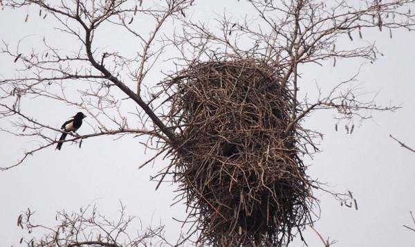 聰明的喜鵲可是&OpenCurlyDoubleQuote;高階建築師&rdquo;，它的窩外表粗糙內部奢華，扛風雪