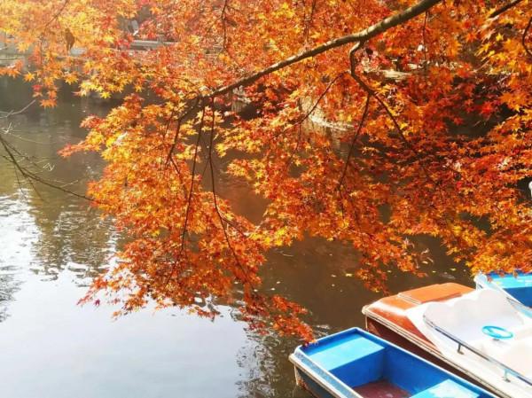 虞山公園看紅楓斑斕