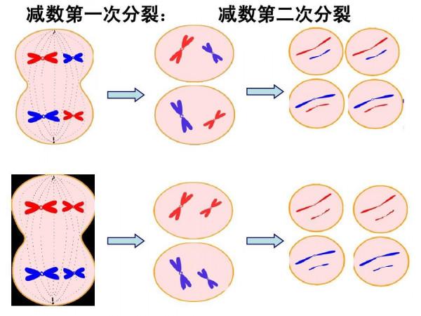 人類進化過程中，有哪些不合常理的事件發生？