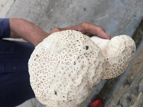 蘋果11pro三攝拍照效果