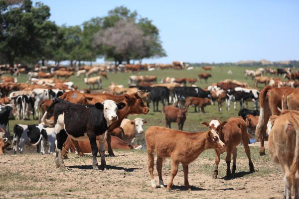 養殖業的危機：2022年要警惕三種疾病，涉及到豬、牛、雞，早準備