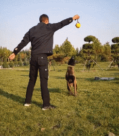 馬犬的彈跳力有多恐怖？那不是跳太高，是飛太低