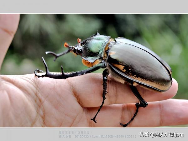 昆蟲攝影:看看傳說中的“一蟲值萬金”的陽彩臂金龜,是個啥模樣 昆蟲攝影:看看傳說中的“一蟲值萬金”的陽彩臂金龜,是個啥模樣