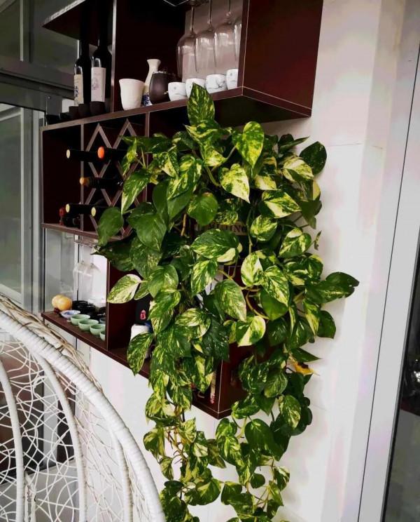 自制速效肥,適合文竹吊蘭綠蘿,撒盆裡7天就冒芽 自制速效肥,適合文竹吊蘭綠蘿,撒盆裡7天就冒芽