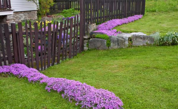 7種最好用的地被植物：豐富花境花園色彩，控制雜草