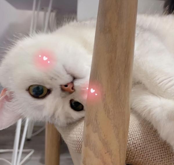 男朋友的媽非常討厭貓，說結婚後一定要把我的貓送走，怎麼辦？