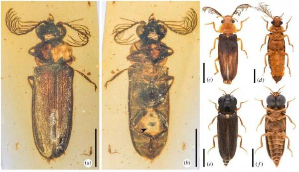 如何給古生物畫上正確的顏色 如何給古生物畫上正確的顏色
