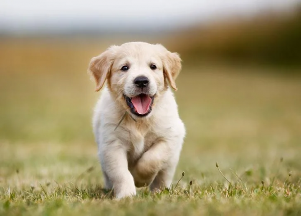 25種最聽話的狗狗 25種最聽話的狗狗