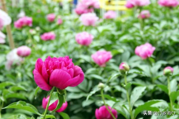 漂亮的芍藥花欣賞