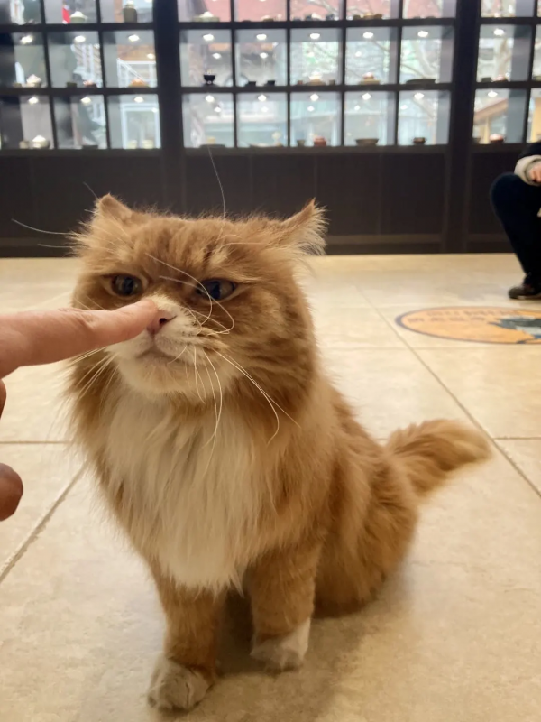 &OpenCurlyDoubleQuote;都督&rdquo;等你來搶！手慢無