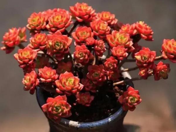 分享圖片，可愛的多肉們，收藏了