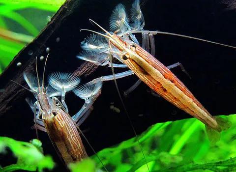 蝦田72雜魚之五中華米蝦，30塊錢一斤的米蝦，你有錢也難買到