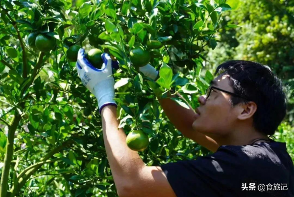 沒想到這麼不起眼的綠皮柑，口感竟然這麼神仙